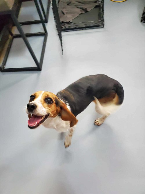 Charli (beagle)