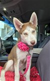 adoptable Dog in , IN named Java