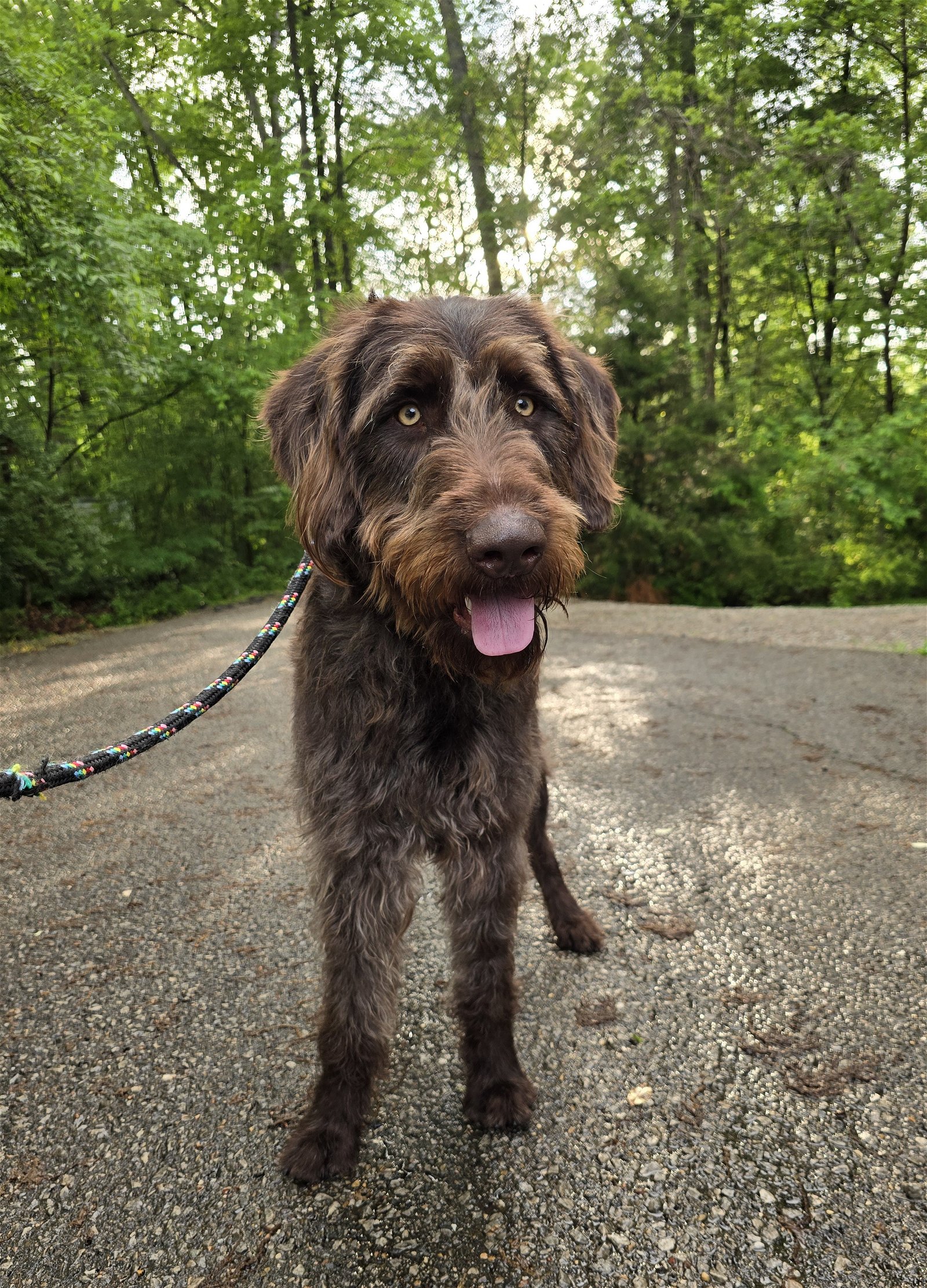 adoptable Dog in Columbus, IN named Leo