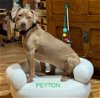 adoptable Dog in  named Peyton