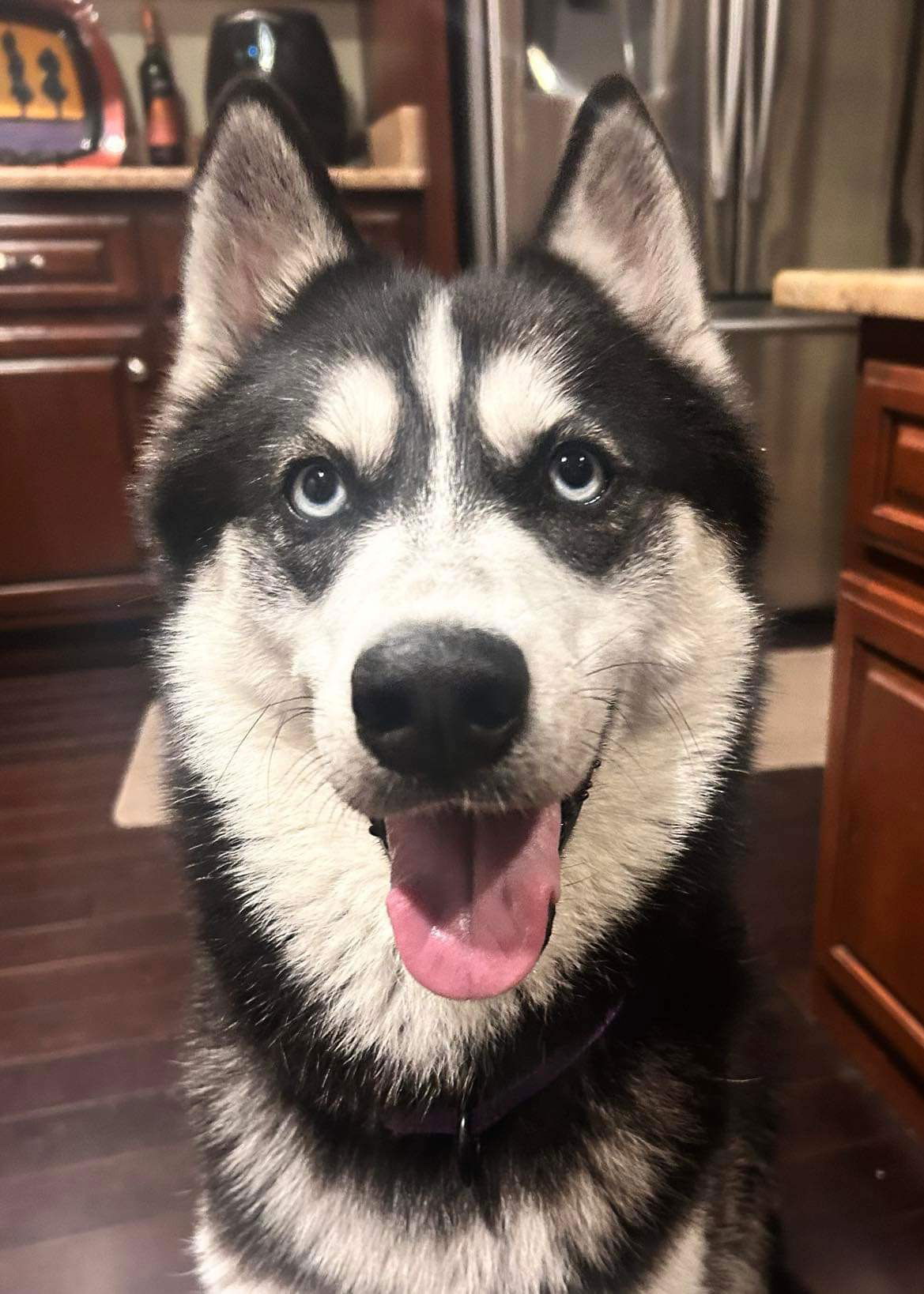 adoptable Dog in Columbus, IN named Pacey