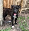 adoptable Dog in  named Beatrice