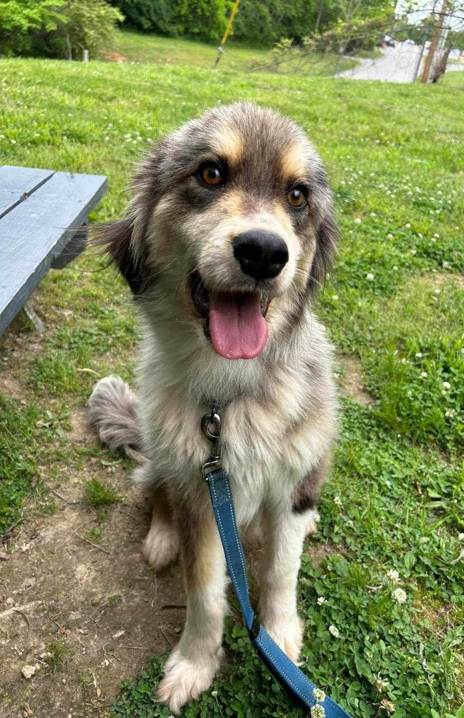 adoptable Dog in Columbus, IN named Lobo