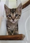 adoptable Cat in columbus, IN named Petrie