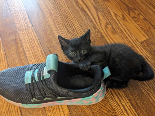 SPIKE - Domestic Short Hair available for adoption