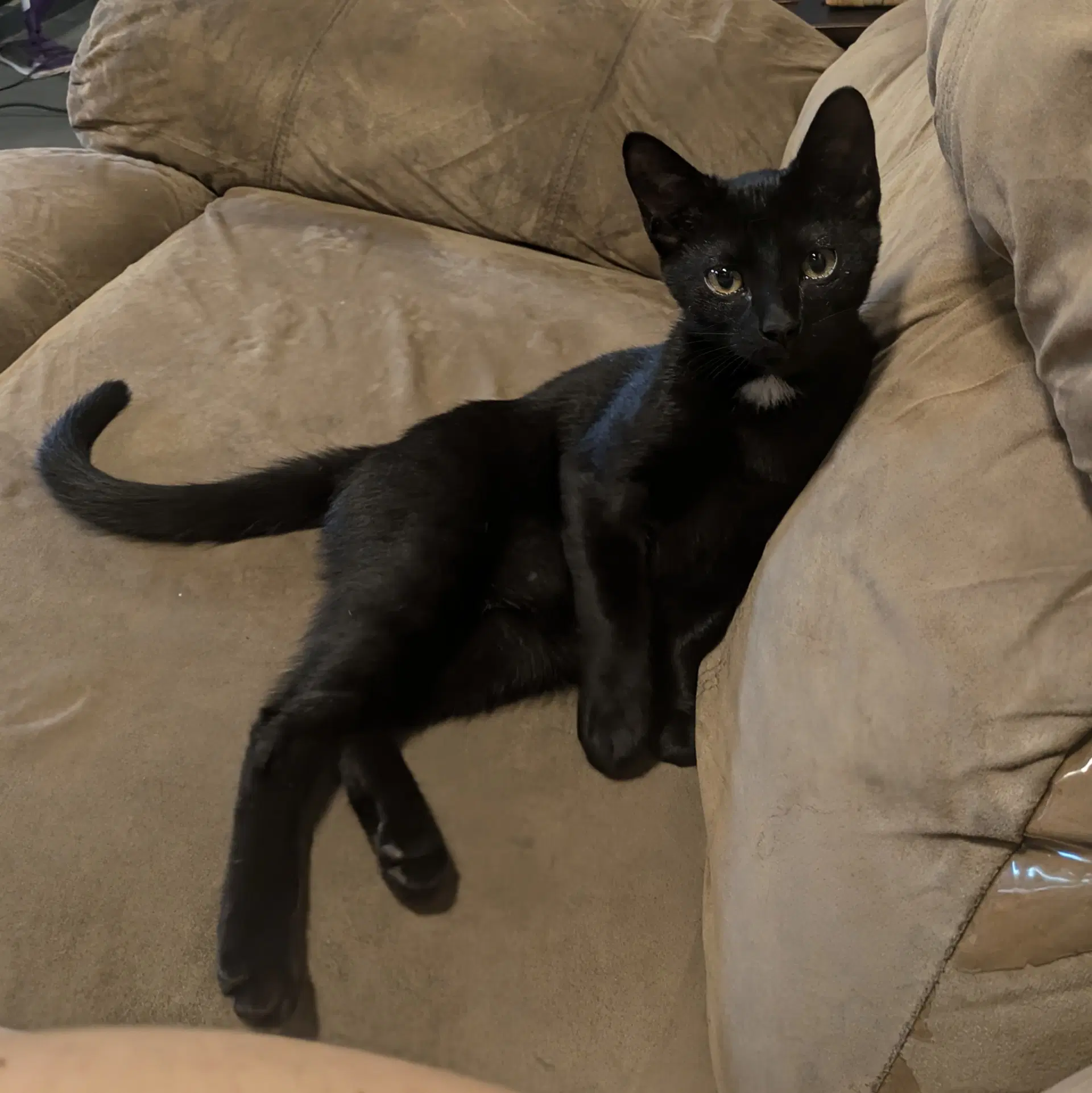 Spike - Domestic Short Hair