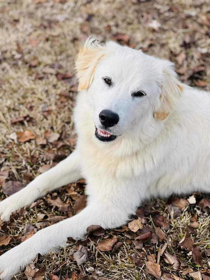 Dog for Adoption - Lakota, a Golden Retriever in Ellettsville, IN ...