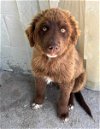 adoptable Dog in columbus, IN named Teddy bear