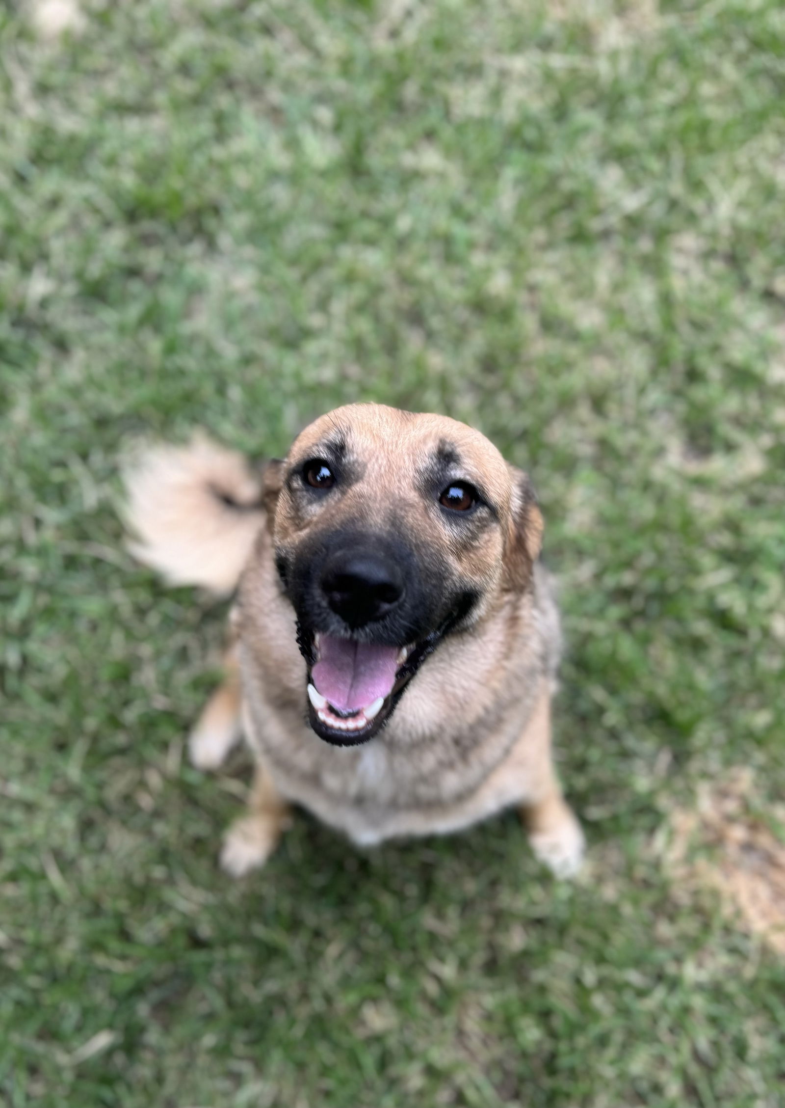 adoptable Dog in Columbus, IN named Momma Lorelei