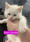 adoptable Cat in columbus, IN named Stem