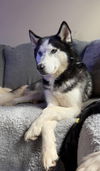 adoptable Dog in Columbus, IN named Link (Husky)