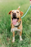 adoptable Dog in Columbus, IN named Kramer