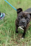 adoptable Dog in Columbus, IN named Percy