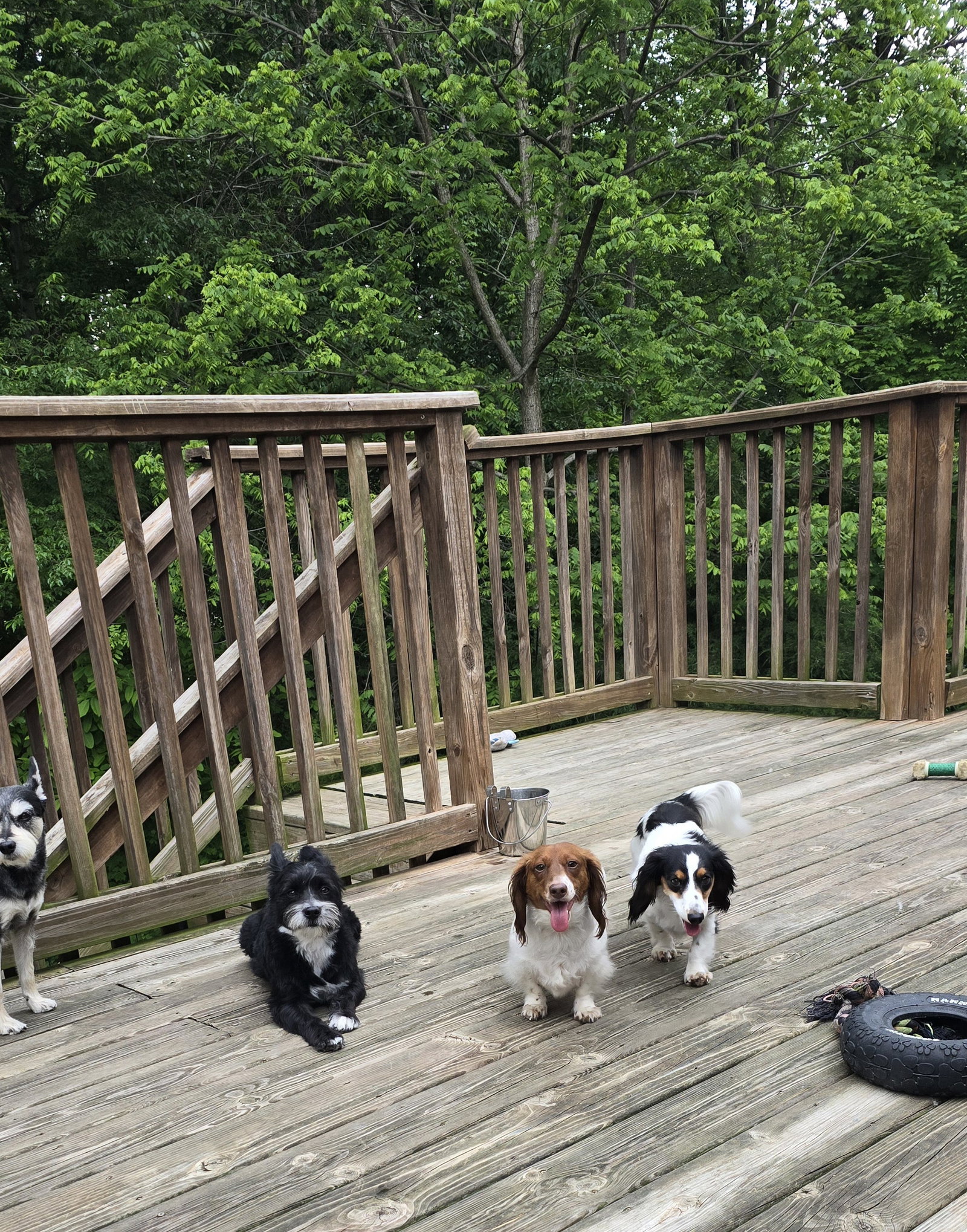 Dog for Adoption - Rootbeer & Biscuit, a Dachshund in North Vernon, IN ...