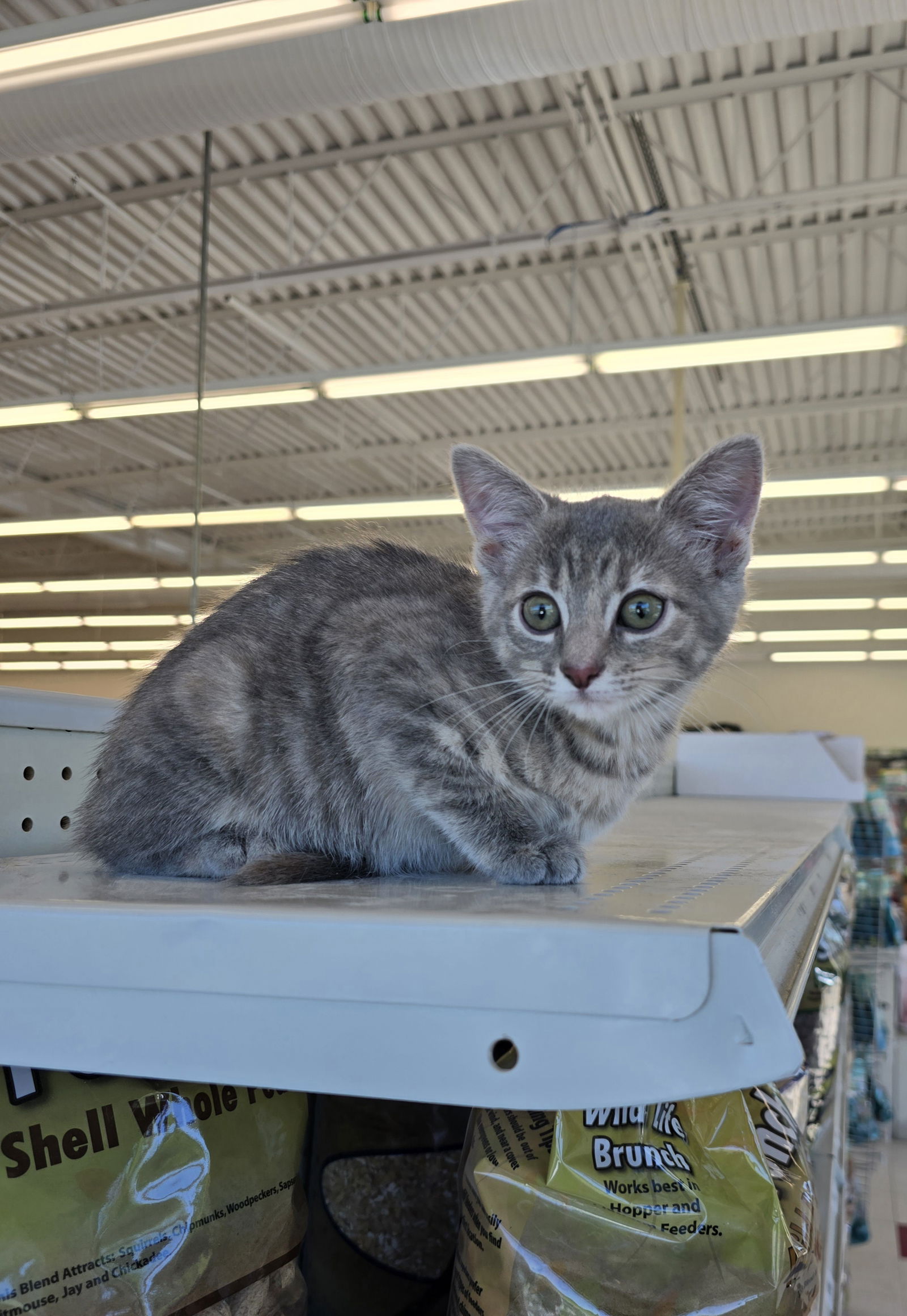 adoptable Cat in Columbus, IN named Lilith