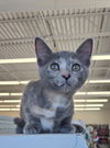 adoptable Cat in Columbus, IN named Mocha