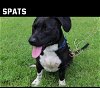 adoptable Dog in , IN named Spats