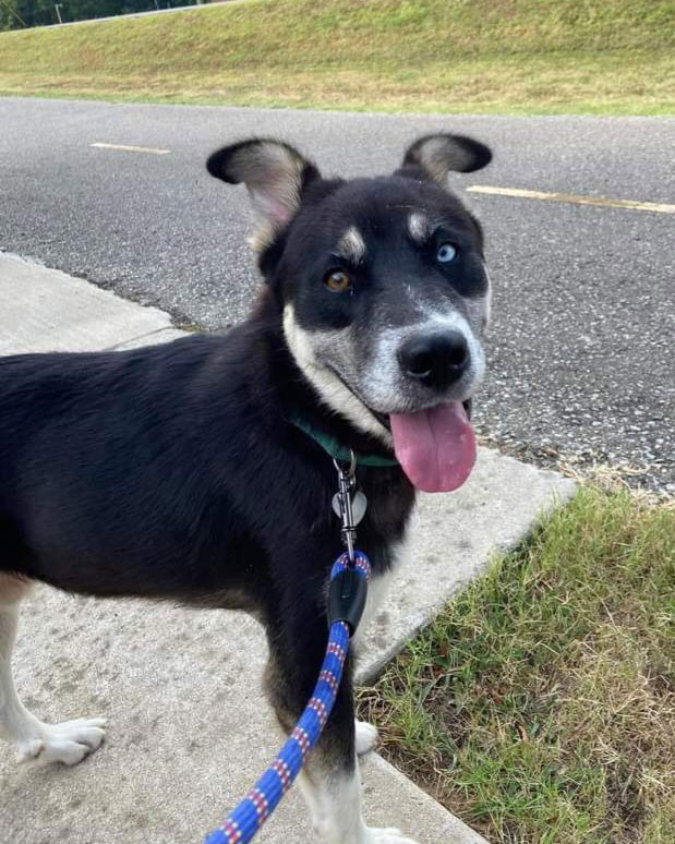 adoptable Dog in Columbus, IN named Gibbs