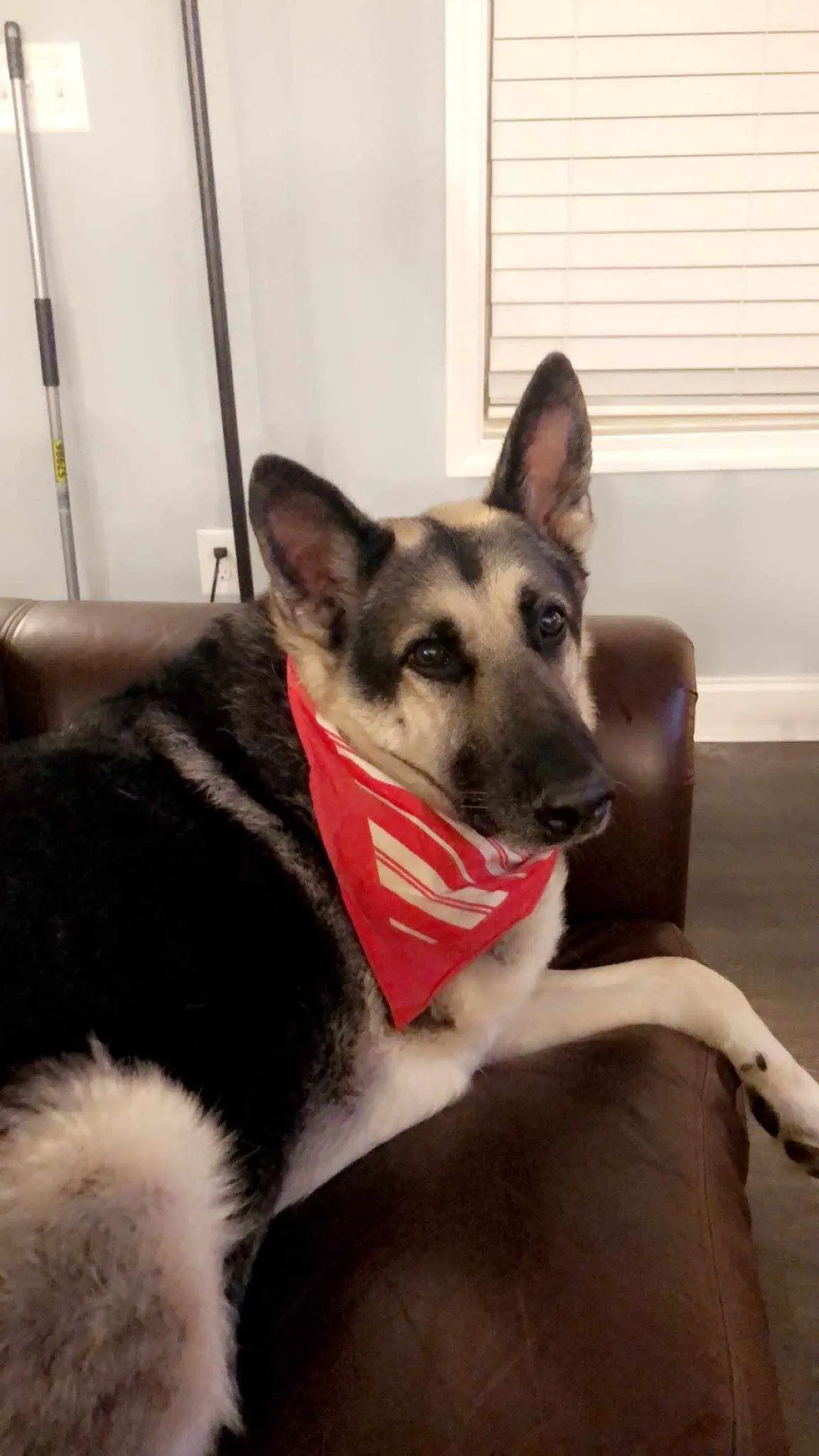 Ranger - German Shepherd Dog