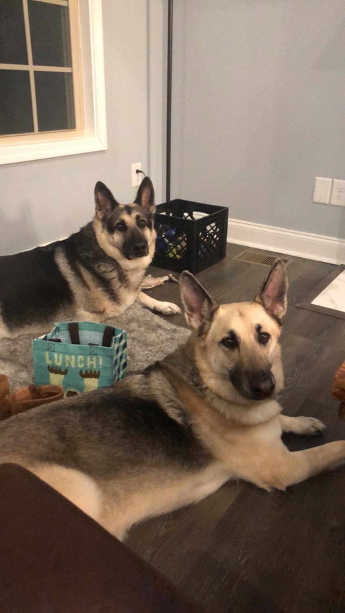 RANGER - German Shepherd Dog available for adoption
