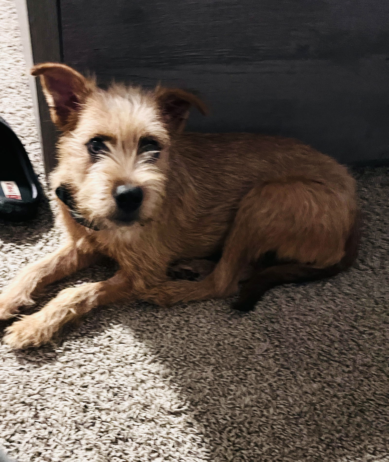 Dog for Adoption - Suzie, a Terrier in Jennings County, IN | Alpha Paw