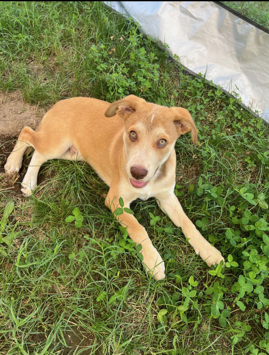 adoptable Dog in Columbus, IN named Lucky