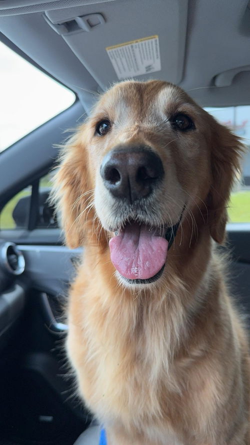 Nala (golden)