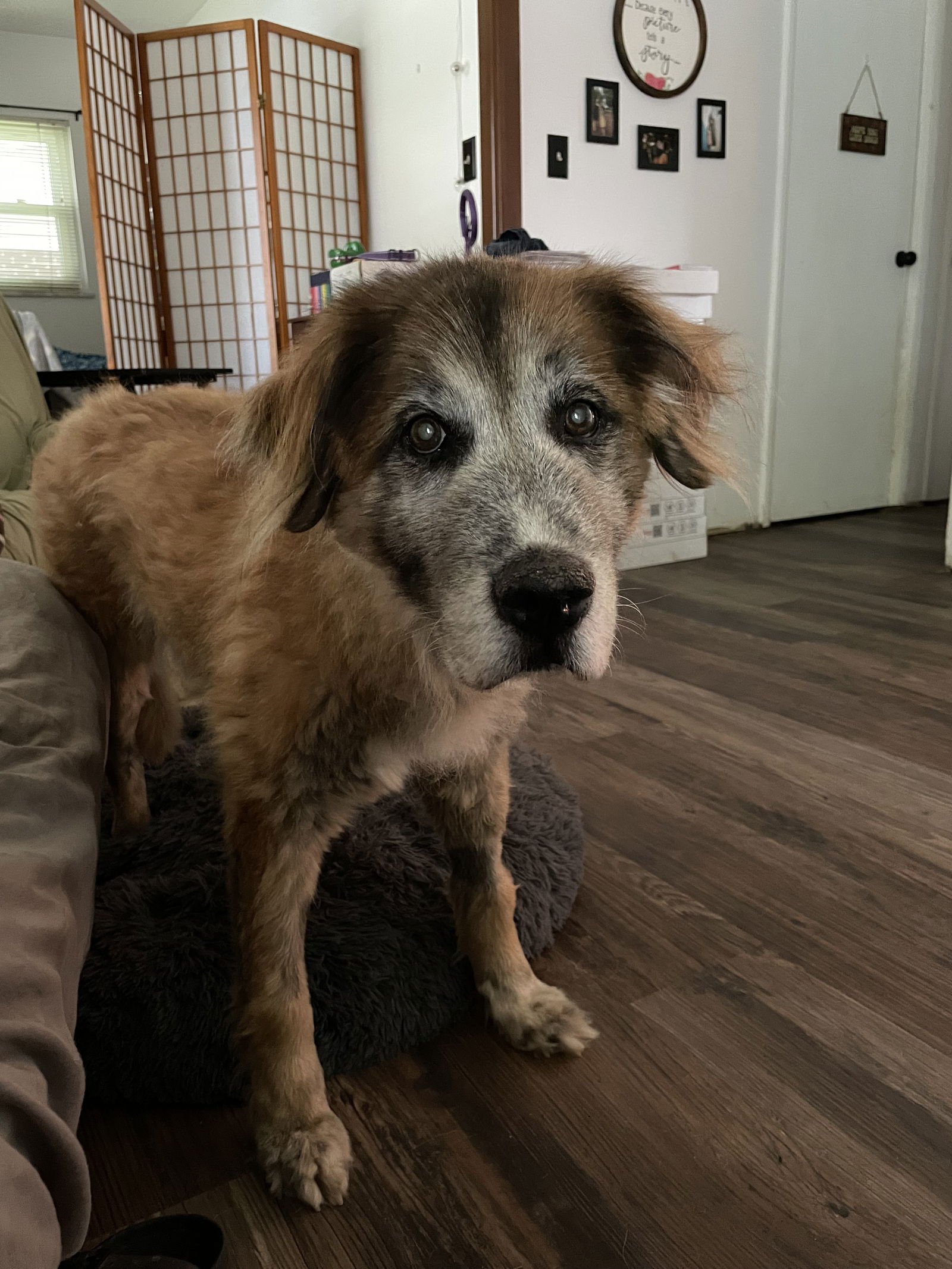 adoptable Dog in Columbus, IN named Franklin