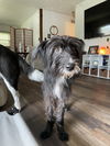 Sophie (schnauzer mix)