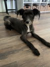Sophie (schnauzer mix)