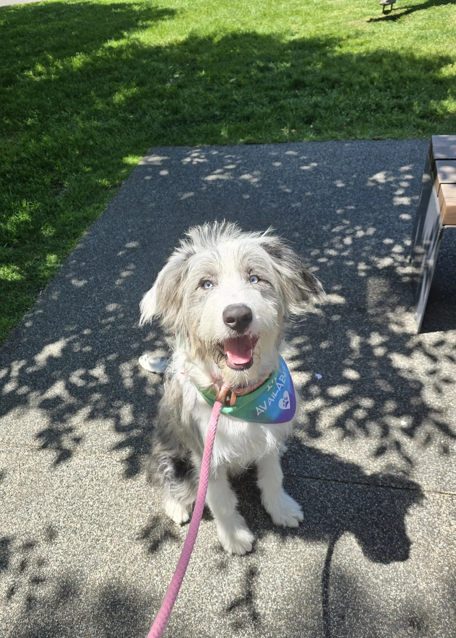 Echo - Australian Shepherd