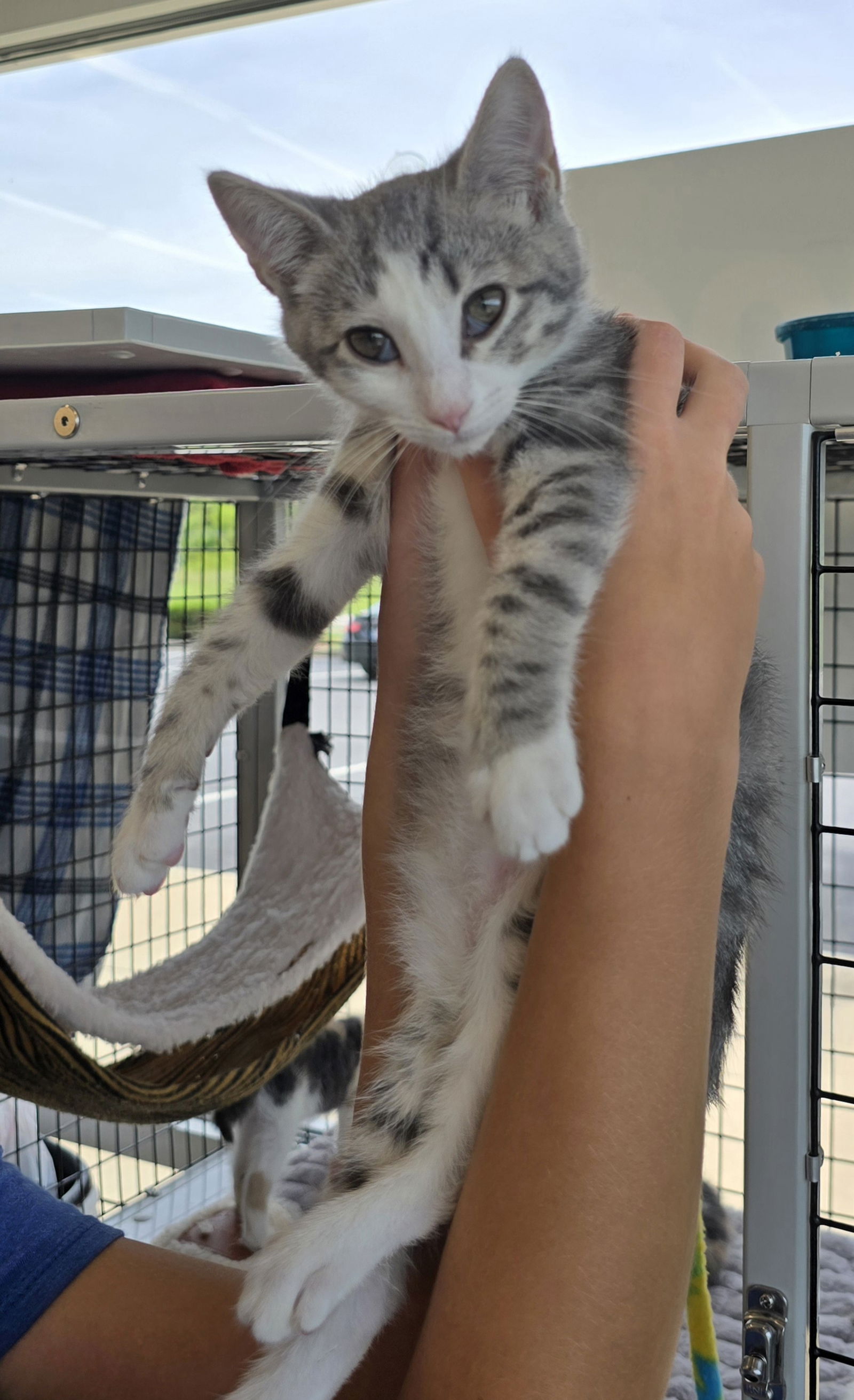 adoptable Cat in Columbus, IN named Pork