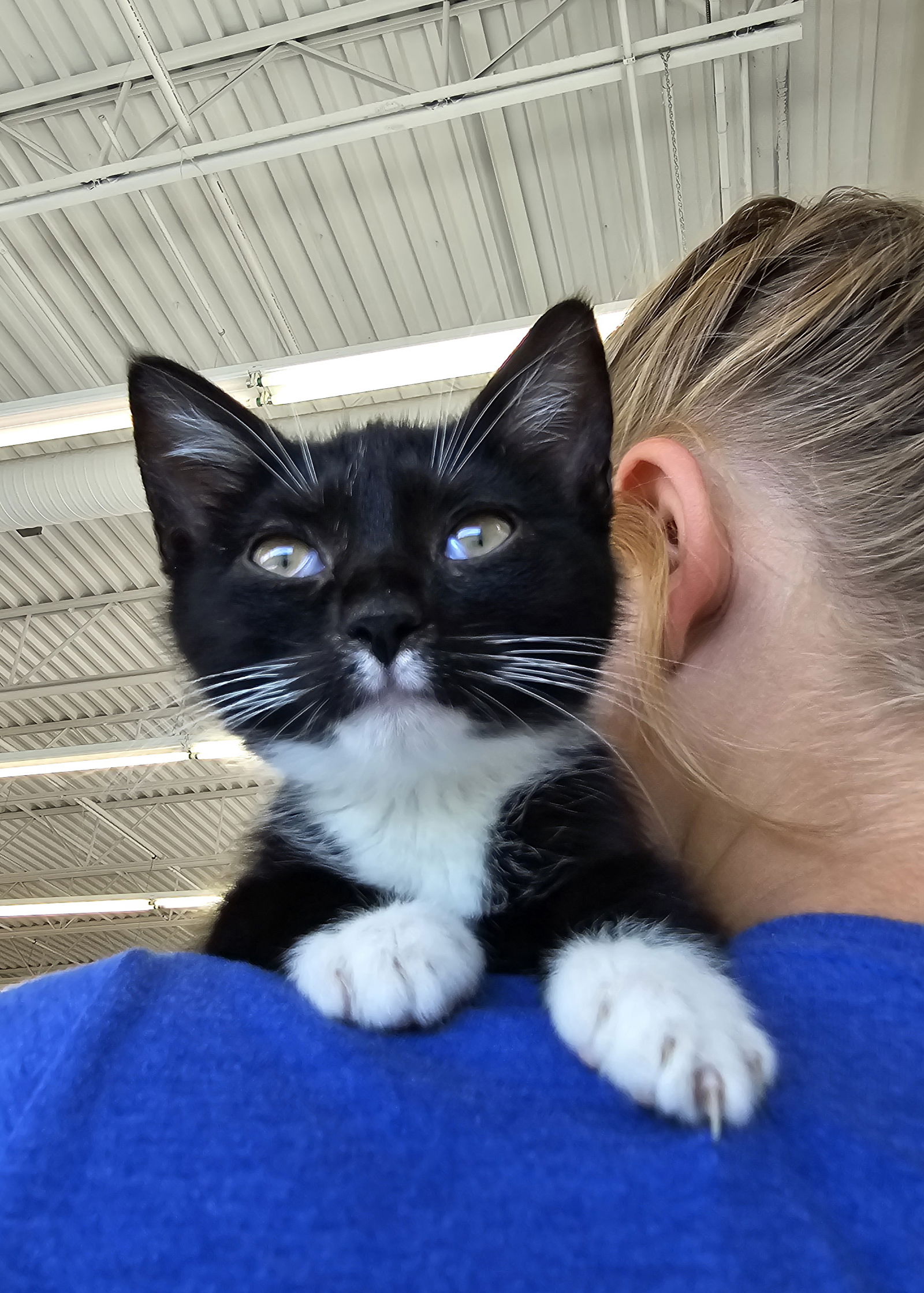 adoptable Cat in Columbus, IN named Beans