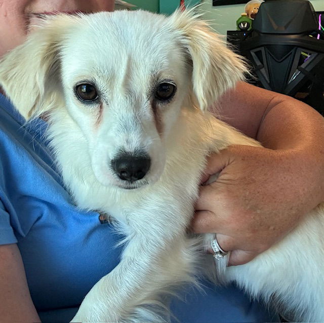 adoptable Dog in Columbus, IN named Caitlin