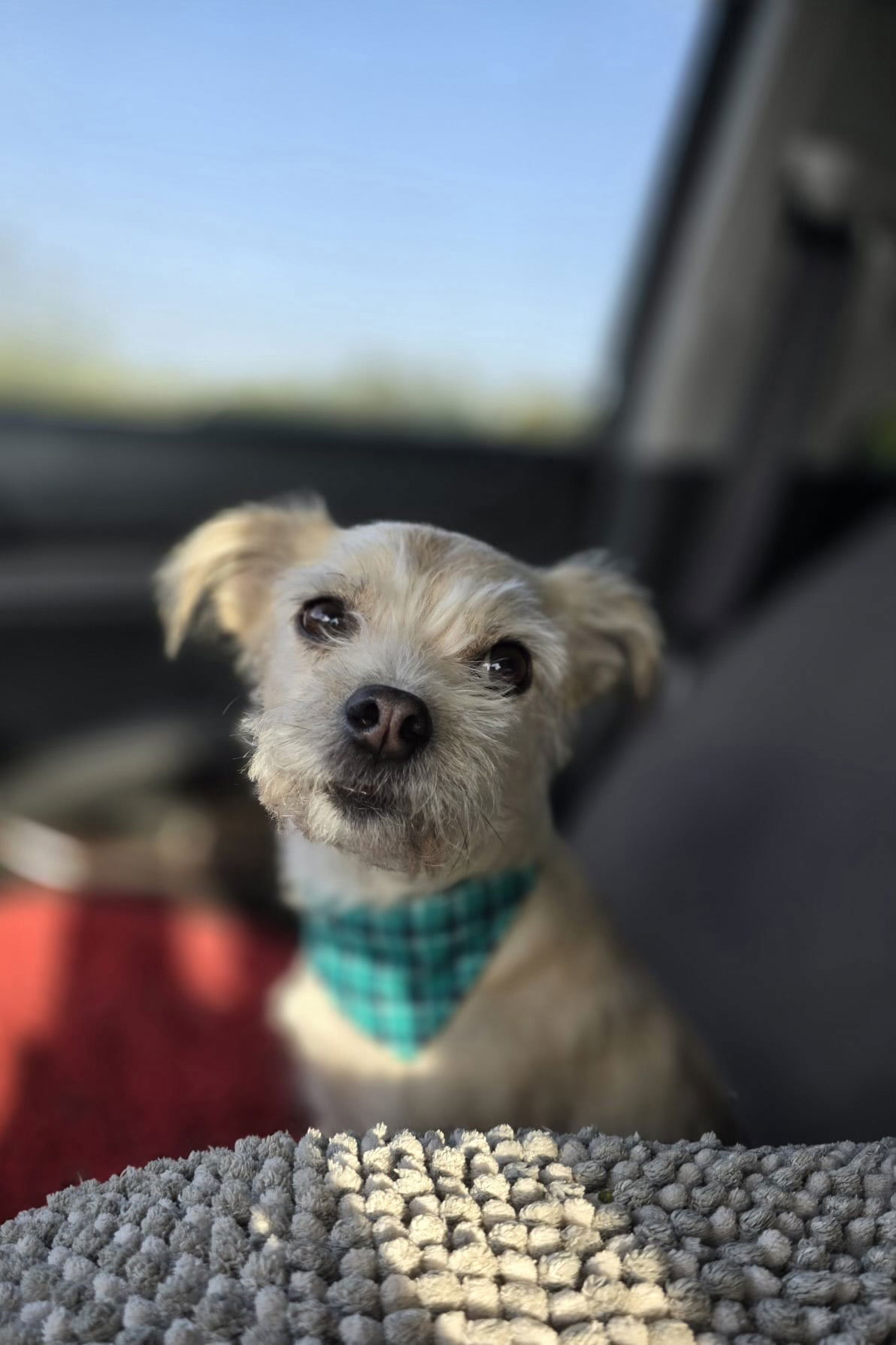 adoptable Dog in Columbus, IN named Bandit