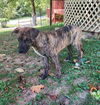 adoptable Dog in Columbus, IN named Spunky