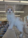 adoptable Cat in Columbus, IN named Timmy