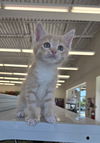 adoptable Cat in , IN named Jimmy