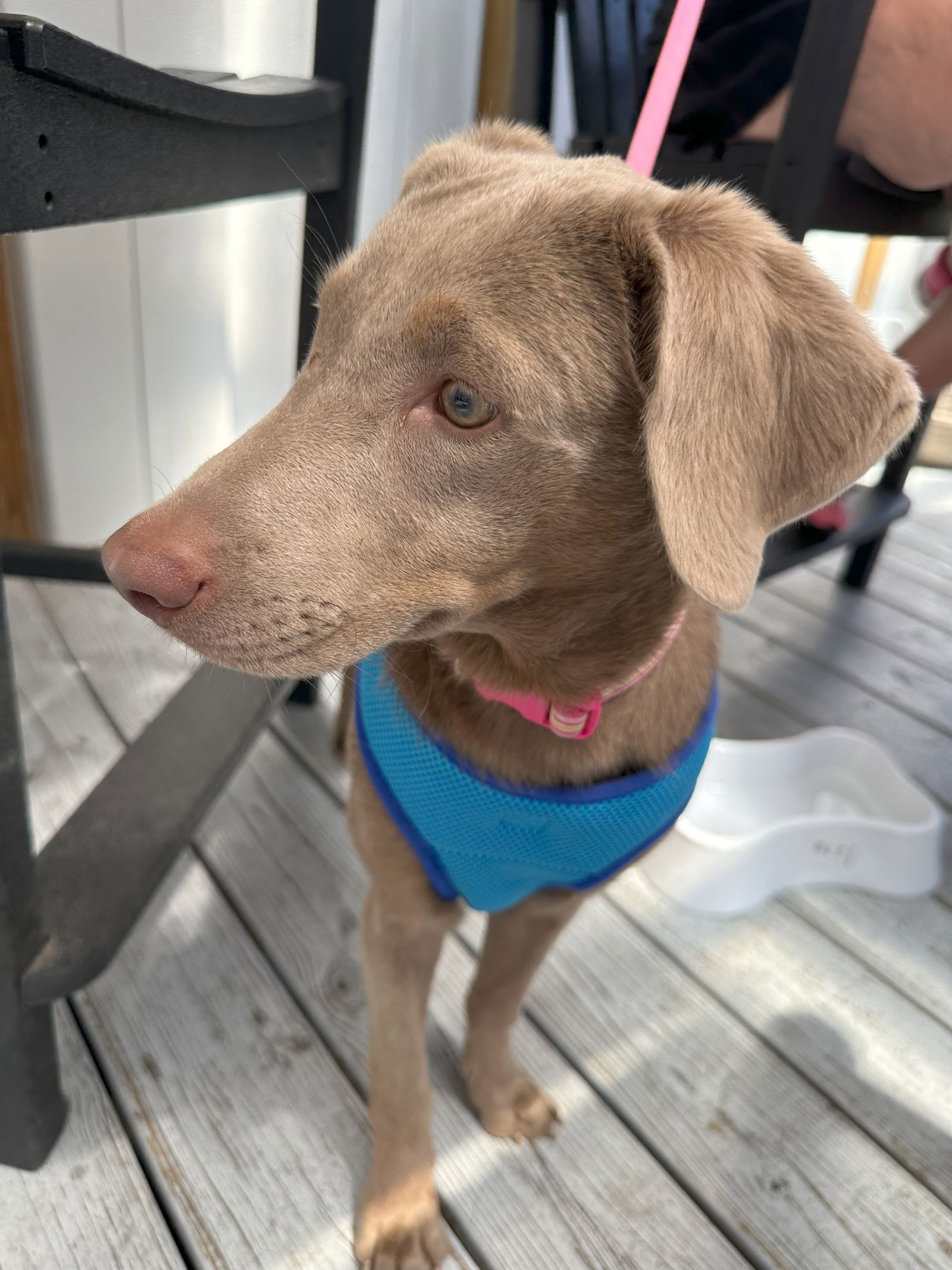 adoptable Dog in Columbus, IN named Smoky