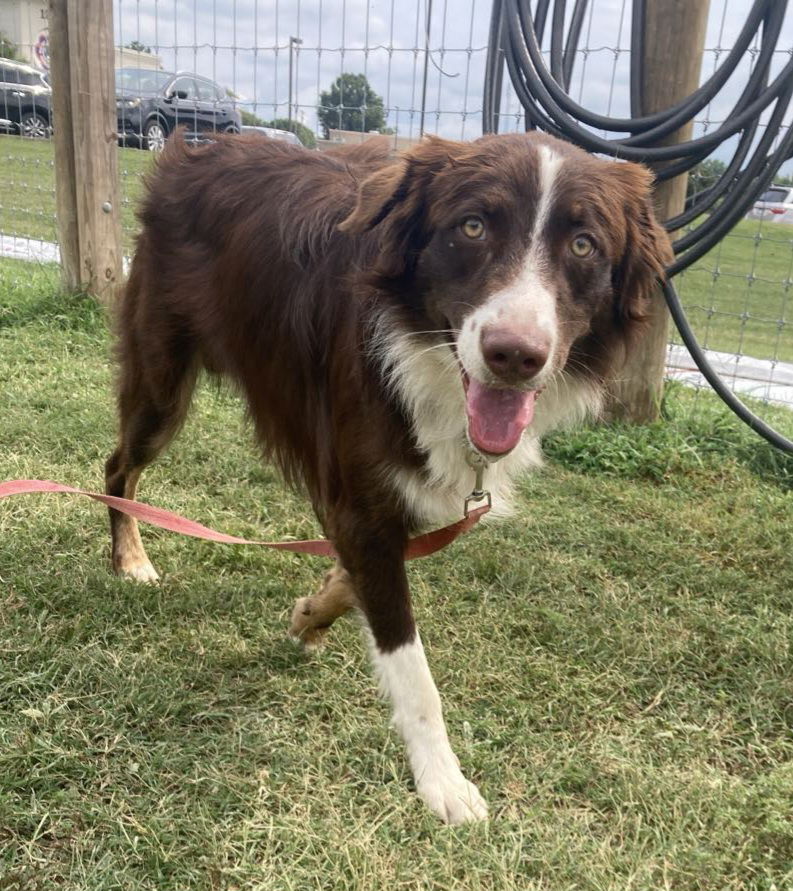 adoptable Dog in Columbus, IN named Joe - Aussie