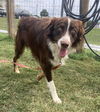 adoptable Dog in , IN named Joe - Aussie