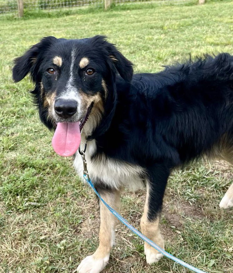 adoptable Dog in Columbus, IN named Moe