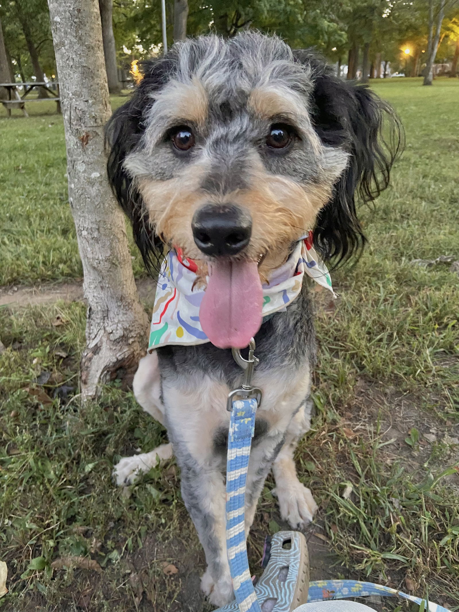 adoptable Dog in Columbus, IN named Nickel