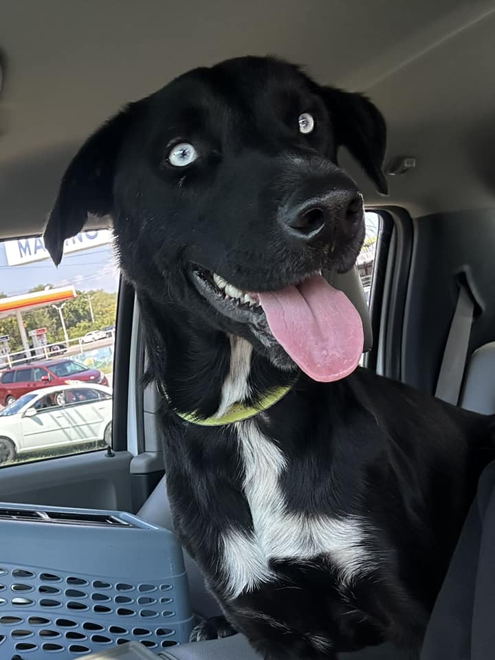 adoptable Dog in Columbus, IN named Mickey