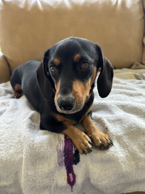Bandit-doxie