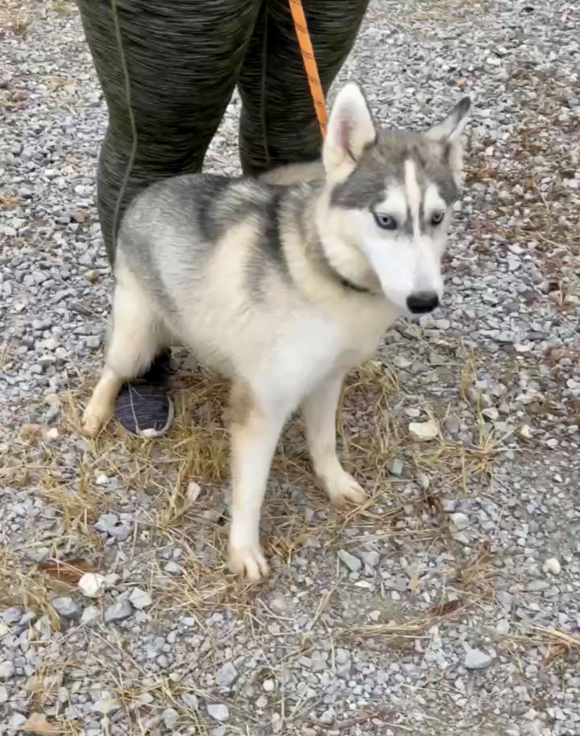 adoptable Dog in Columbus, IN named Apple