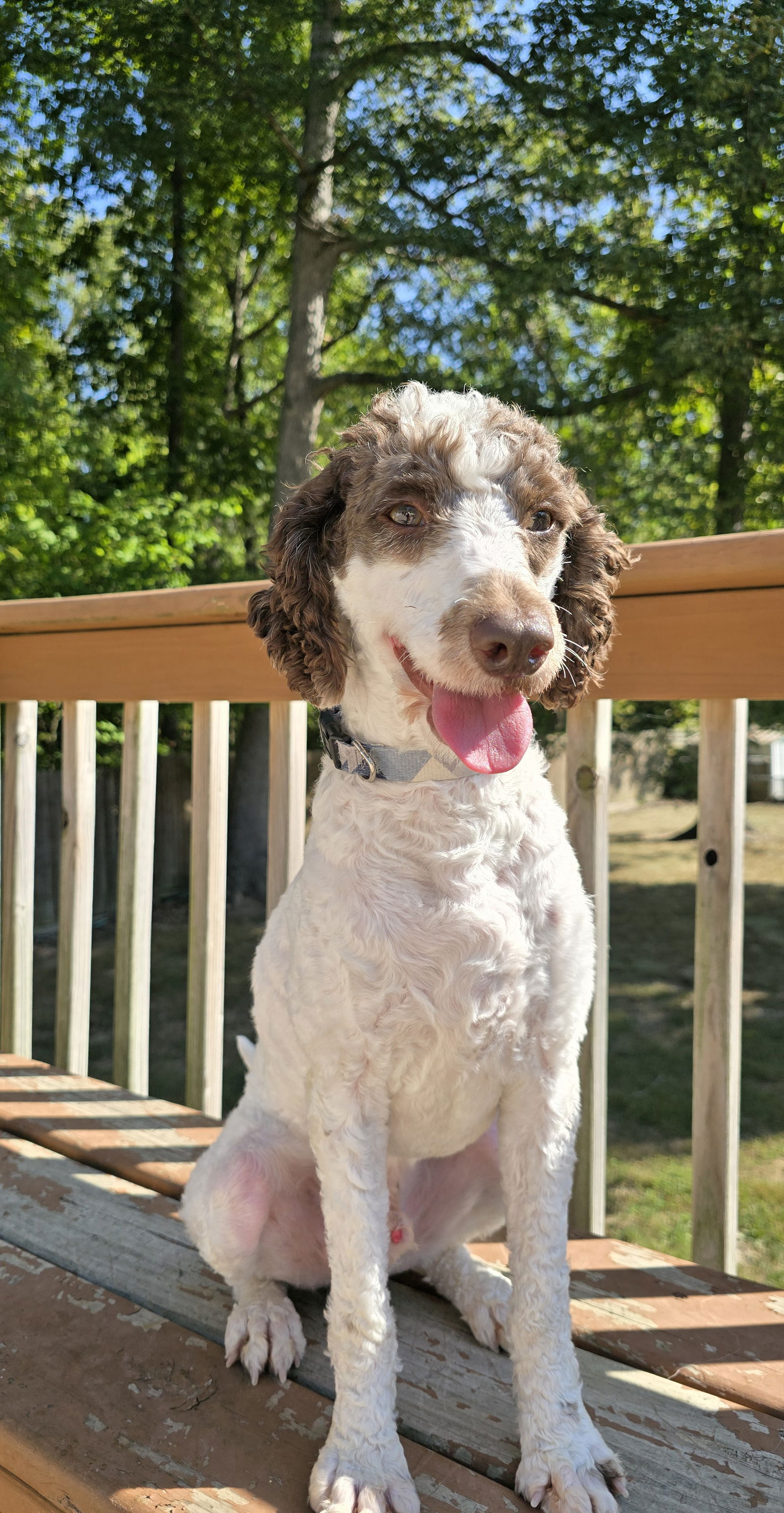 adoptable Dog in Columbus, IN named Oliver