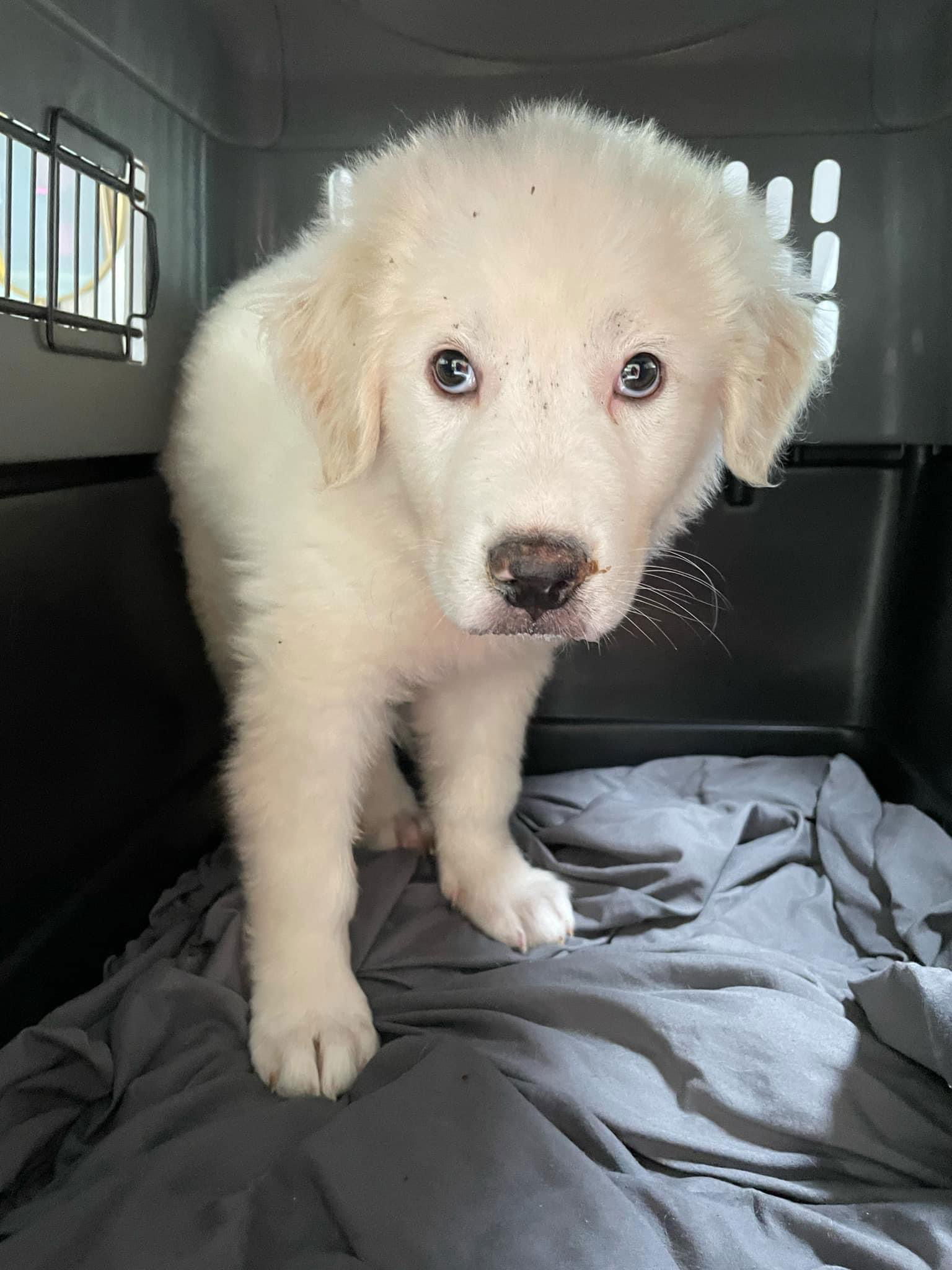 adoptable Dog in Columbus, IN named Minnie