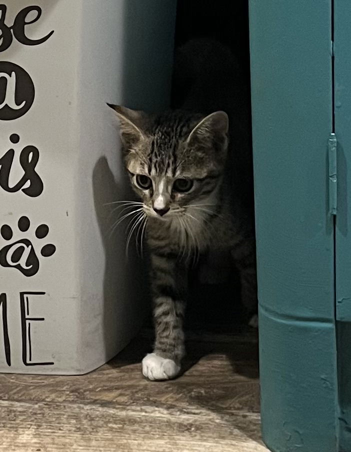 adoptable Cat in Columbus, IN named Ambar