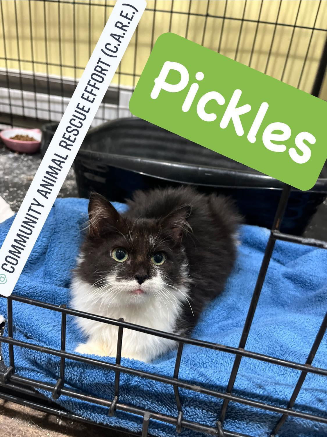 adoptable Cat in Columbus, IN named Pickles